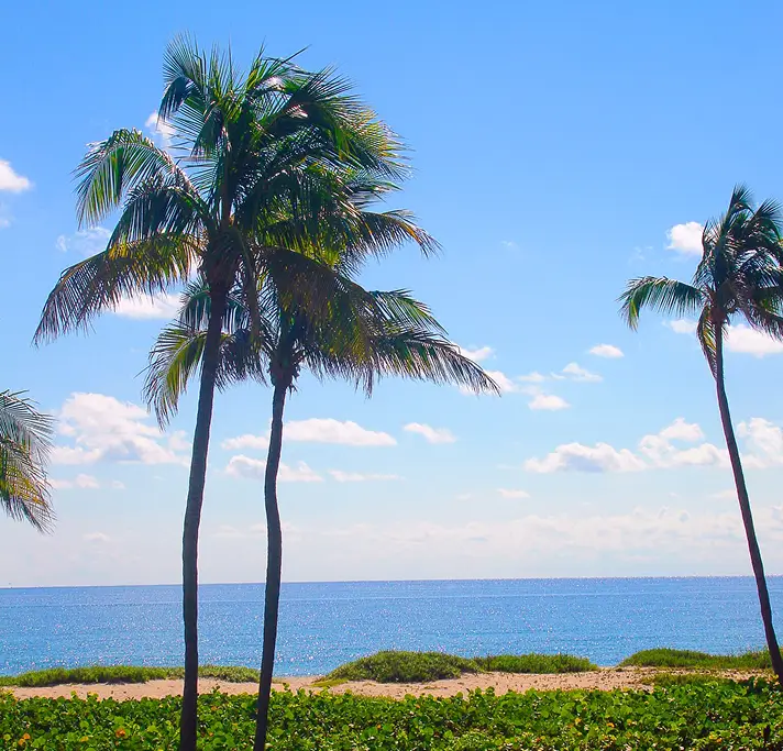 Palm trees overlooking the ocean at Sea Watch on the Ocean
